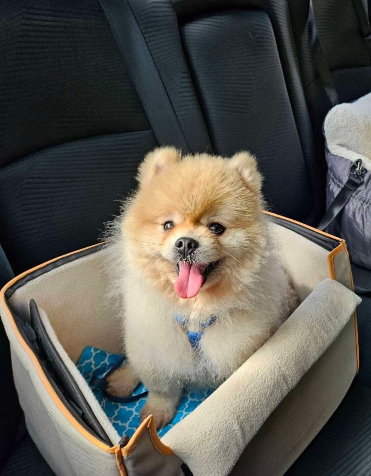 Safe & Loving Pet Transport – Because They’re Family Too!